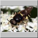 Stratiomys potamida - Waffenfliege m03.jpg